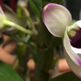 イチゴ狩りの画像