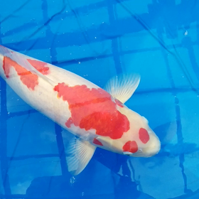 本当だったの画像