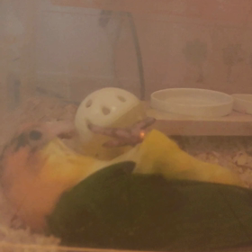 シロハラさんのお気に入り。の画像