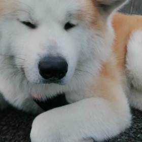 昨日3回目のワクチンを接種券無しで未来丸に付き合って2時間の散歩。普段なら、このチンタラ散歩何との画像