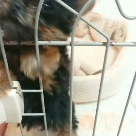 闘犬⁉️の画像