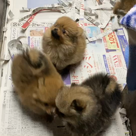 ポメラニアンの様子！の画像