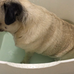 モモ　半身浴の画像