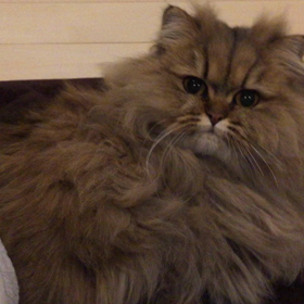 明けましておめでとうございますの画像