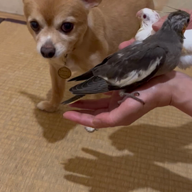 ラウル父さんタクシーの画像