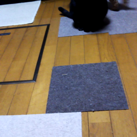 猫さんとダッツの画像