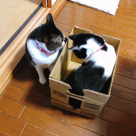 箱めぐりの画像