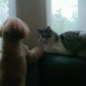 シェリーメイ&ジェラトーニの画像