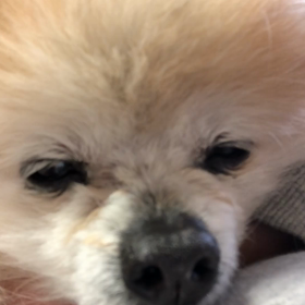 しゅげー　音量注意の画像