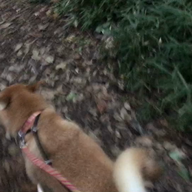 ♪お散歩動画♪代々木公園♪の画像