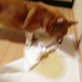 さつき〜ありがとねの画像