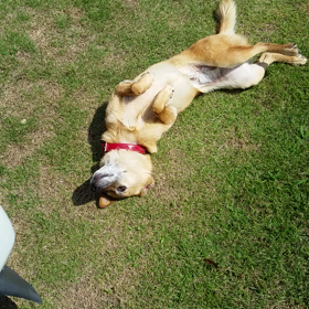 愛犬ノデｲ。の画像