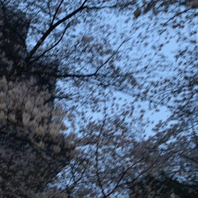 桜のトンネルの画像