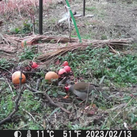 すぎぴたんの事件簿シーズン3　178話（渋柿を食べるシロハラ）の画像