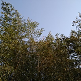 ウグイスの画像