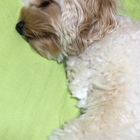 ピクピク ピクリル movieの画像