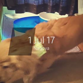 モカ12歳、ちこ11歳の画像