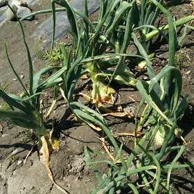 畑作業 収穫☝の画像