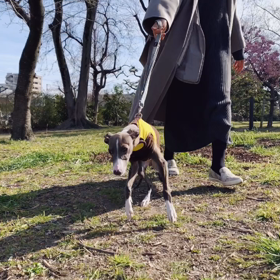 アルフレード 生後 日144〜 イタグレ パピー お散歩してお風呂〜の画像