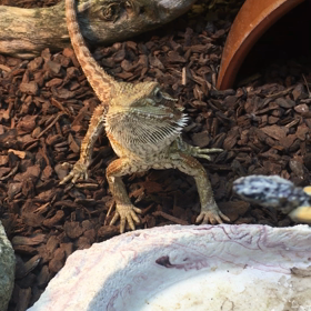 快便キョーちゃんの画像