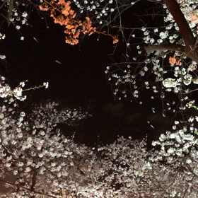 桜が舞う！！の画像