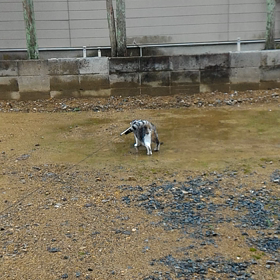 治らない(๑×﹏×๑)の画像