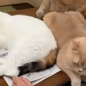 邪魔する猫の画像