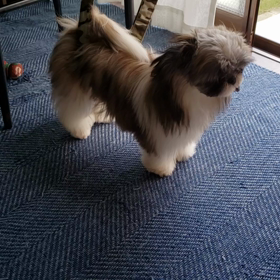 捕まっちゃいましたの画像