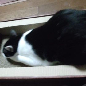 初のマタタビの画像