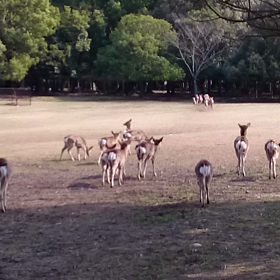 鹿寄せ動画♪の画像