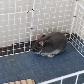 またしてもwの画像