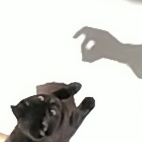 猫と影絵の画像