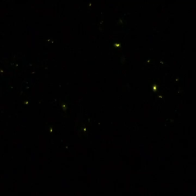 魔法の光の画像