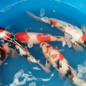 自家産昭和の画像