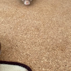 たった1ヶ月で…の画像