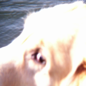 またまた泳ぎましたの画像