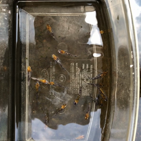 ⭐️今日のメダカ⭐️の画像