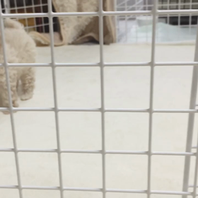 アリスベビーの画像