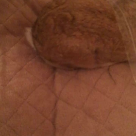 うさぎ動画の画像