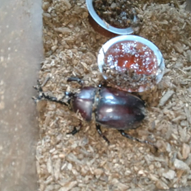 かぶとむしくん、まだギリギリ生きてます。の画像