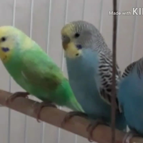 5羽ちゃんズの動画☆の画像