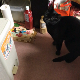 天敵現るの画像