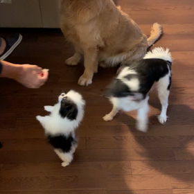 ちーちゃんとオセロ ある朝の画像