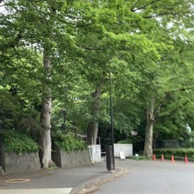 明治神宮 散歩 (1/4)の画像