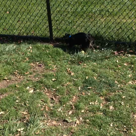 おかき定期便〜ドッグラン編〜の画像