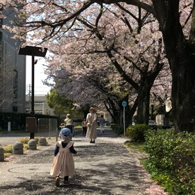 山口の桜の画像