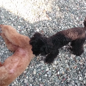 そらとライの画像