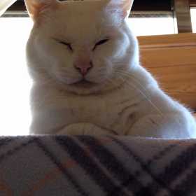 おとしてしもたの画像