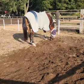 Happy New Year!の画像