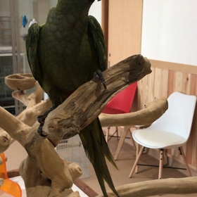 アカハラヒメコンゴウの画像